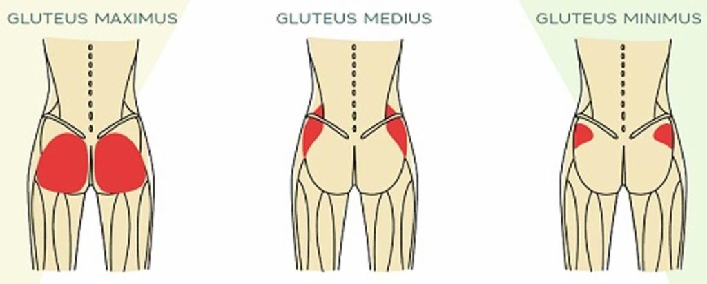 Secure Glutes to Secure a Stronger Spine – Total Health Chiropractic  Cleveland Blog