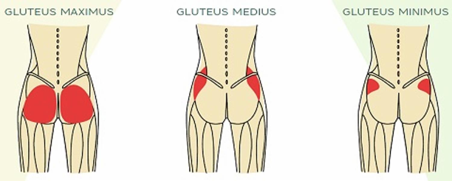 Secure Glutes to Secure a Stronger Spine Total Health Chiropractic